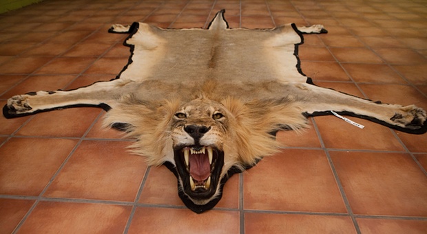 lion skin, trophy hunting