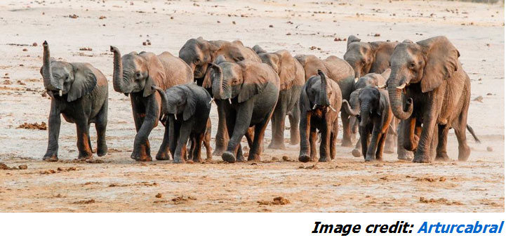 Hwange Zimbabwe Elephants Arturcabral